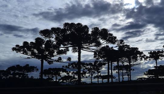 Advogado trabalhista em Araucária, Paraná